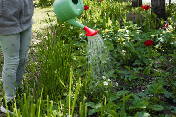 istock Girl watering blooming strawberries from a watering can 1491484461