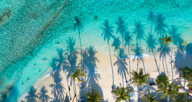 istock Summer palm tree  and Tropical beach with blue  sky background 1491484644