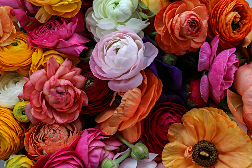 Macro shot of beautiful bouquet of differently colored ranunculus flowers with visible petal texture . Close up composition with bright patterns of colorful flower buds. Top view, copy space.