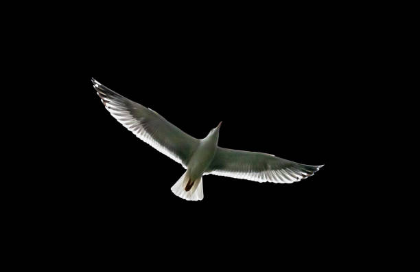 White seagull bird flying with wide spreaded wings bottom view isolated on black