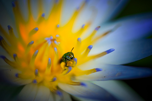 Close-up and selective focus shot of a bee pollinating a blue water lily