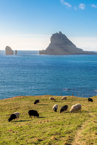 Tindhólmur and Drangarnir, Vágar, Faroe Islands: A flock of sheep peacefully grazing on a field close to the famous Tindhólmur and Drangarnir.