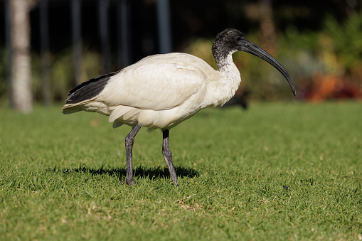 Juvenile White Ibis resting in the morning sun.