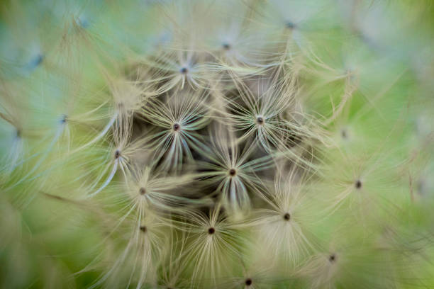 istock Closeup macro shot of dandelion seed head 1491487275
