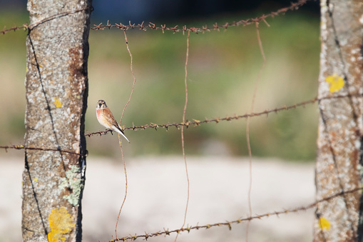 Photo of a common linnet on a fence in the Setúbal district, South of Portugal.
