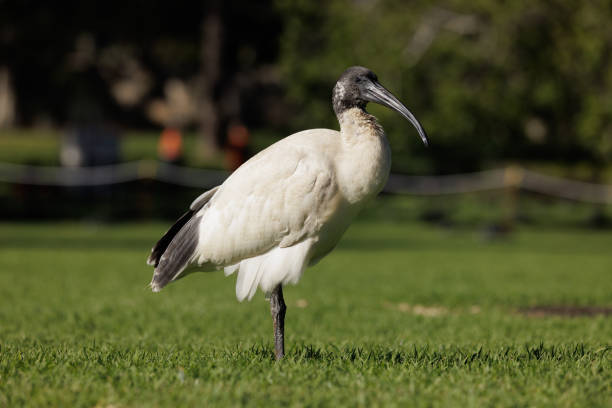 istock Young Threskiornis moluccus, The Australian White Ibis, on grass 1491488209