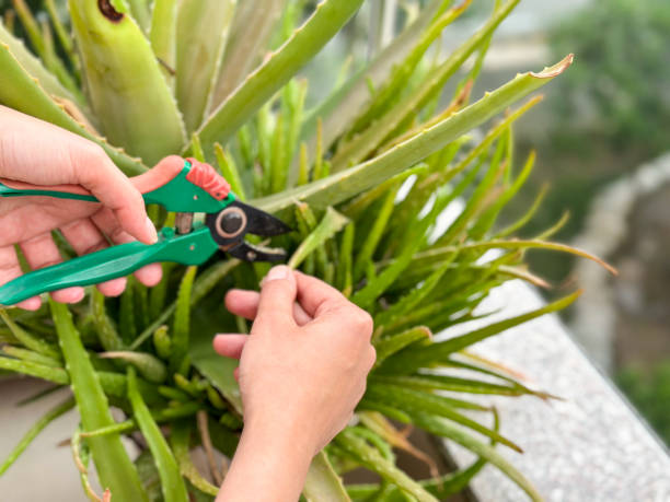 Gardener pruning flowers with pruning shears on nature background stock photo
