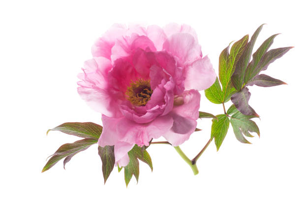 istock beautiful pink big tree peony flower on white background 1491489162