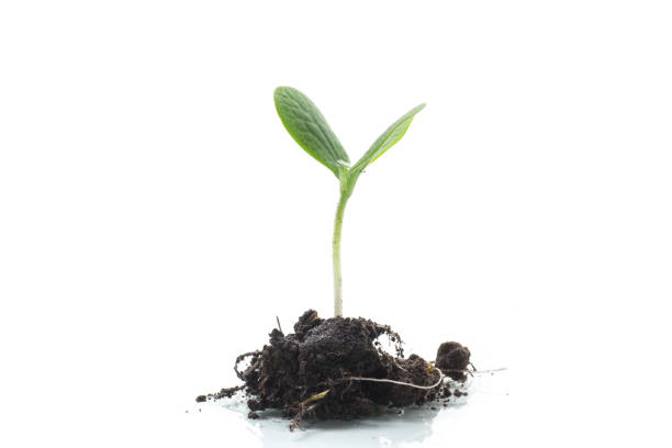 istock Green sprouts growing from soil on white background 1491489230