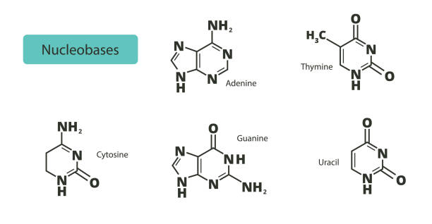 illustrations, cliparts, dessins animés et icônes de ensemble de nucléobases. formules chimiques structurelles adénine, guanine, cytosine, thymine et uracile. - agct