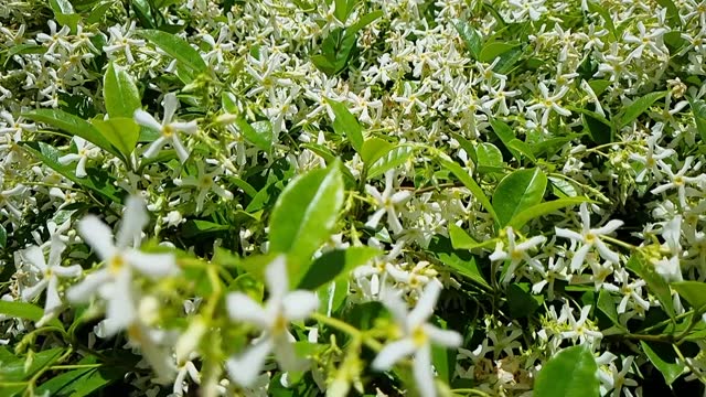 White Jasmine flowers in garden