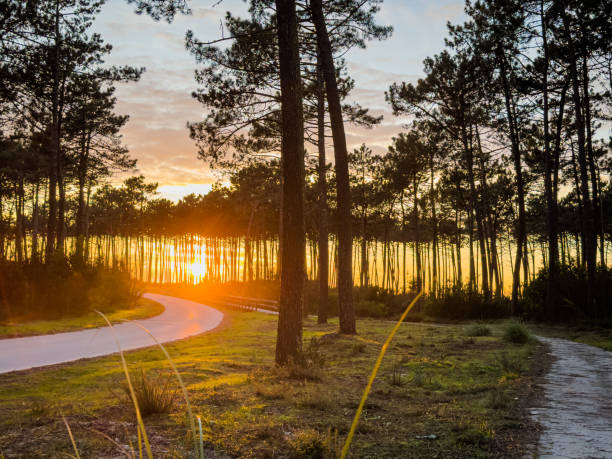 istock Sun shining over road, path, walkway through pine forest. Sunset over the trees near the atlantic coast in Maceda, Ovar, Portugal. 1491490804