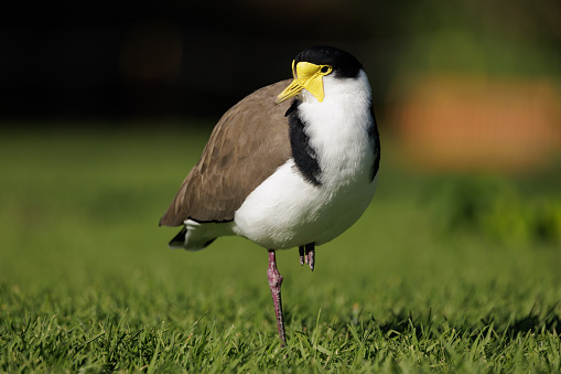 A Masked Lapwing standing on one leg on grass in the morning sun.