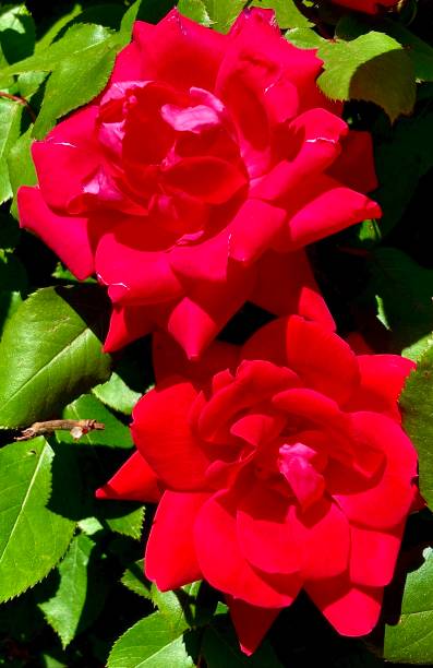 istock Close up of 2 Red Roses 1491492786