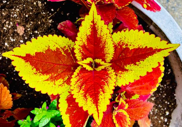 istock Close up of Multicolored Leaves 1491492898