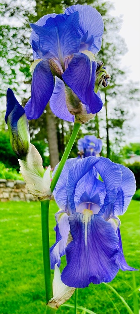 Close up of Two Purple Irises