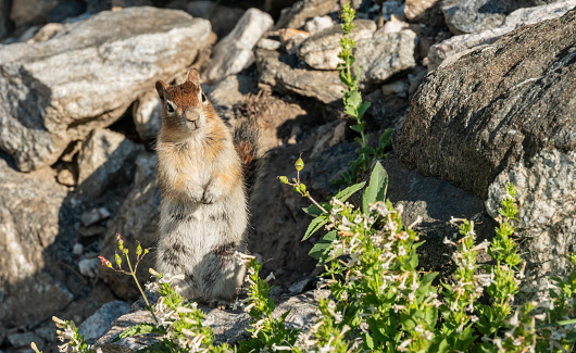 Curious Squirrel Stands Patiently In Rocky Field in Grand Teton National Park