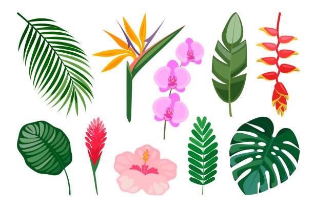 tropisches set von handgezeichneten blumen und blättern. - heliconia stock-grafiken, -clipart, -cartoons und -symbole