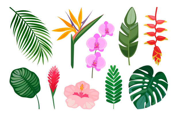 Tropical set of hand drawn flowers and leaves. Vector botanical illustration. heliconia stock illustrations