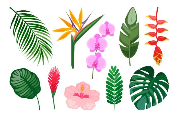 Vector illustration of Tropical set of hand drawn flowers and leaves.