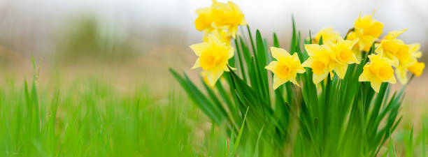 istock Blooming yellow daffodils among green grass outdoors. Low angle view. Web banner with copy space. 1491494160