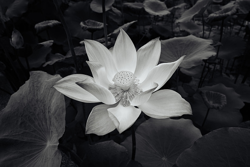 One blooming lotus flower in monochrome black and white grayscale color