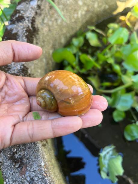 istock Japanese snail grow up in pond 1491496459