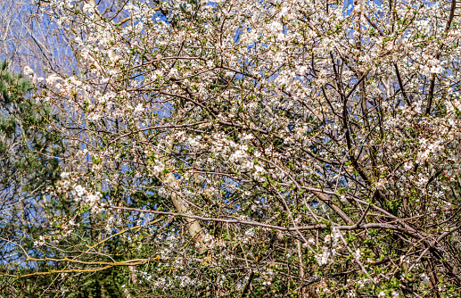 blossom of Prunus spinosa (binomial name), blackthorn or sloe on the branches of the tree in springtime