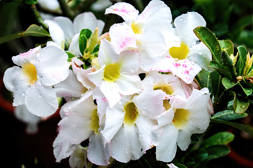 Adenium Obesum (scientific name) is a plant in the Apocynaceae family that produces beautiful flowers.
