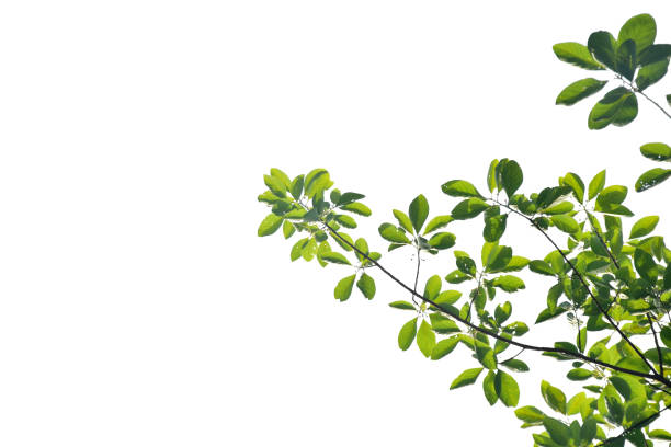 istock Branches of tree leaves on white background 1491500910