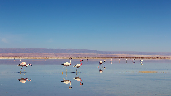Pink Flamingos at Los Flamencos National Reserve, Atacama, Chile.
