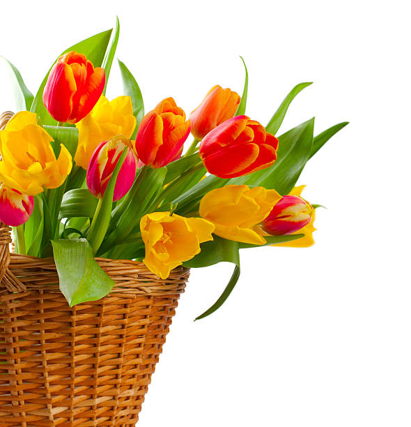 istock Red and yellow tulips 149150364