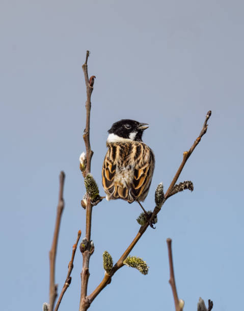 istock Male Reed Bunting (Emberiza Schoeniclus) Singing and Doing the Splits 1491503959