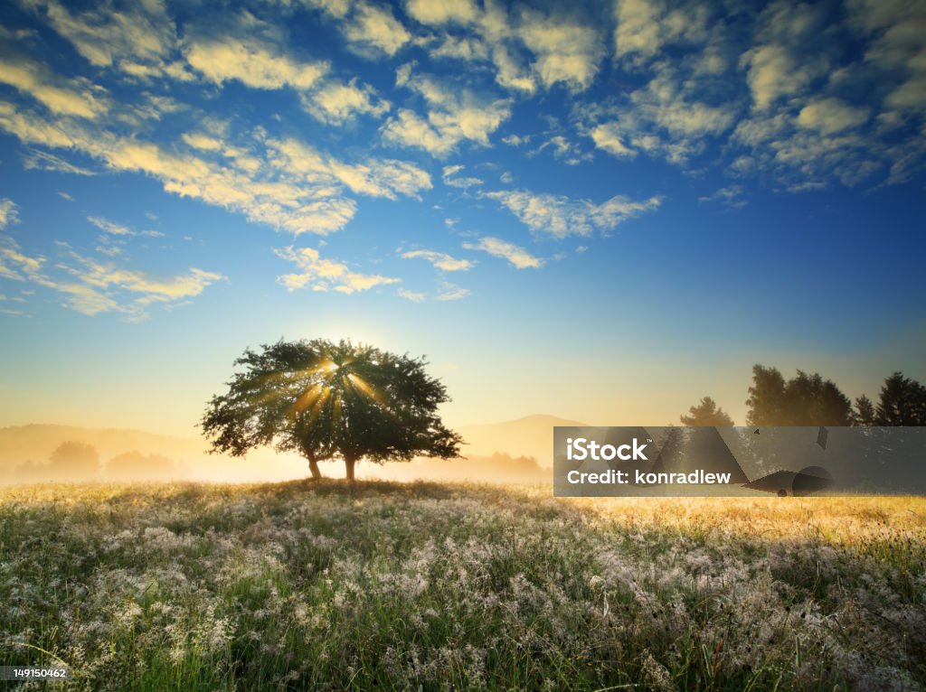 Soleil brille à travers les arbres matin paysage lever du soleil - Photo de Agriculture libre de droits