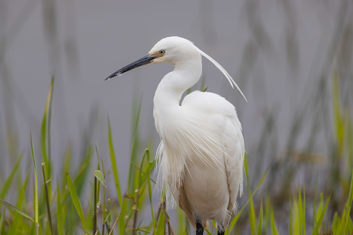 Taken at RSPB Minsmere