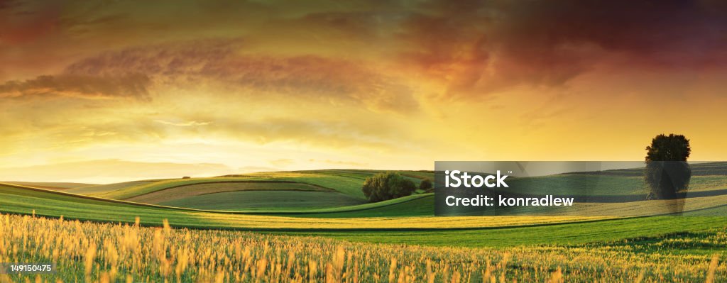 Rolling Fields - Sunset Landscape Panorama Golden Wheat Field - Sunset Landscape  Landscape - Scenery Stock Photo