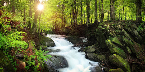 wasserfall auf dem mountain stream in misty forest - waterfall stream forest spring stock-fotos und bilder