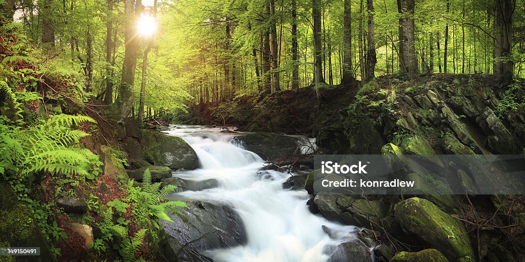 Waterfall on the Mountain Stream located in Misty Forest Waterfall on the Mountain Stream in the Forest ~60Mpix Pano Waterfall Stock Photo