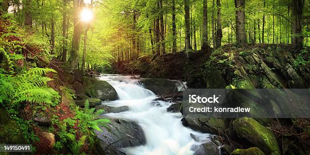 Waterfall On The Mountain Stream Located In Misty Forest Stock Photo - Download Image Now