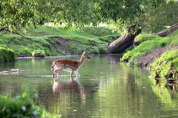 Fallow Deer Crossing a River Female fallow deer crossing a river in Richmond Park, London, England. fallow deer photos stock pictures, royalty-free photos & images