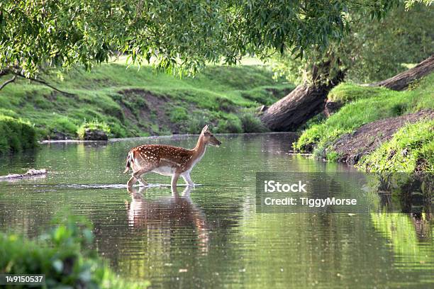 Fallow Deer Crossing A River Stock Photo - Download Image Now - Richmond Park - London, London - England, Summer