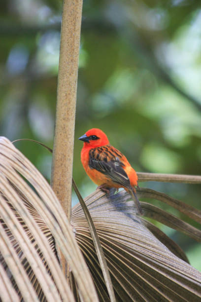 istock Red Cardinal perched on a leaf, animals in the wild, Mauritius 1491505677