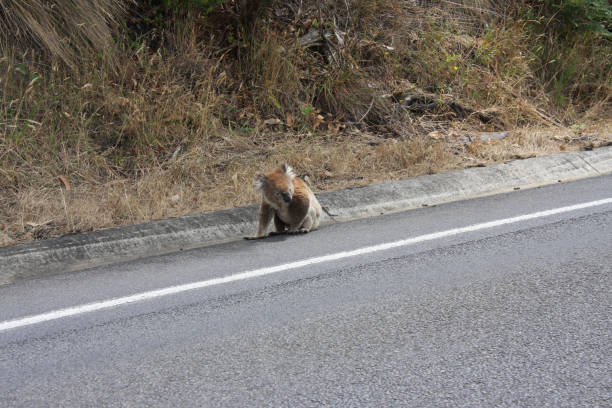 Wild koala crossing a road, animals in the wild, Victoria, Australia Wild koala crossing a road, animals in the wild, Victoria, Australia koala walking stock pictures, royalty-free photos & images