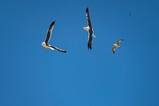 background photo of seagulls flying in the sky. cloudless blue sky.
Shot with a full frame camera.