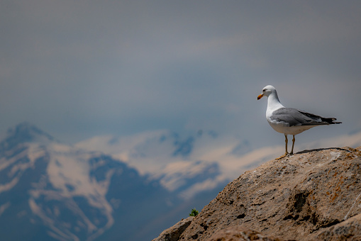 background photo of seagull waiting on rock on mountain peak. \nsnow-capped mountain peak is seen in the background. Shot with a full-frame camera on a sunny day.