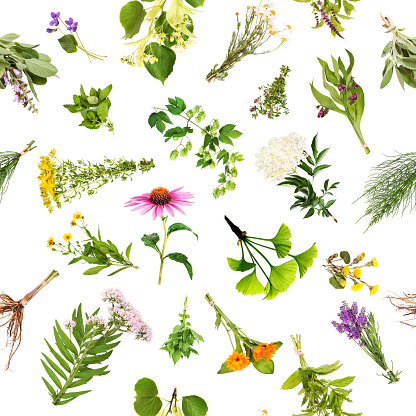 Various medicinal plants for continuous printing with white background.