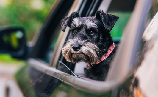 Miniature schnauzer sits in the car and waits for the owner. Mini schnauzer, salt and pepper, black and silver dog.