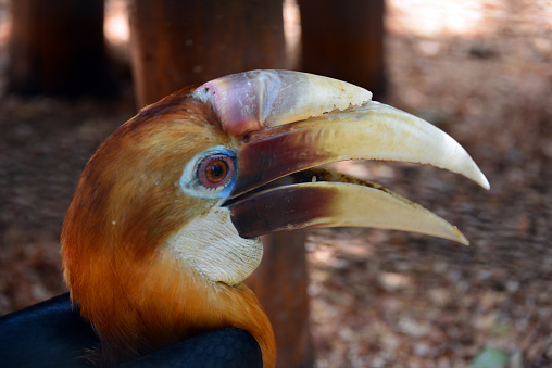 Port Moresby, Papua New Guinea: male Blyth's hornbill (Rhyticeros plicatus), also known as the Papuan hornbill, is a large hornbill inhabiting the forest canopy.