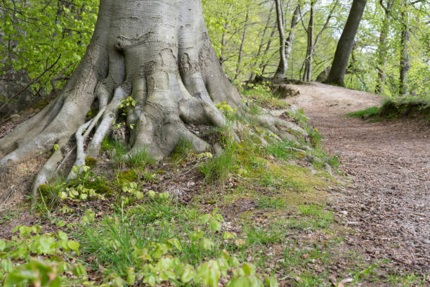 istock Hiking trail in the park 1491507715