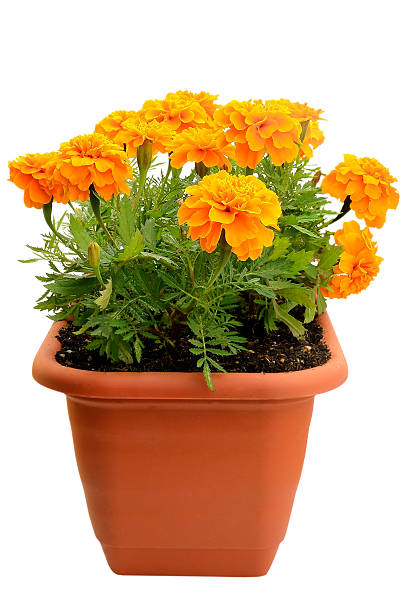 Tagetes flower in balcony flowerpot